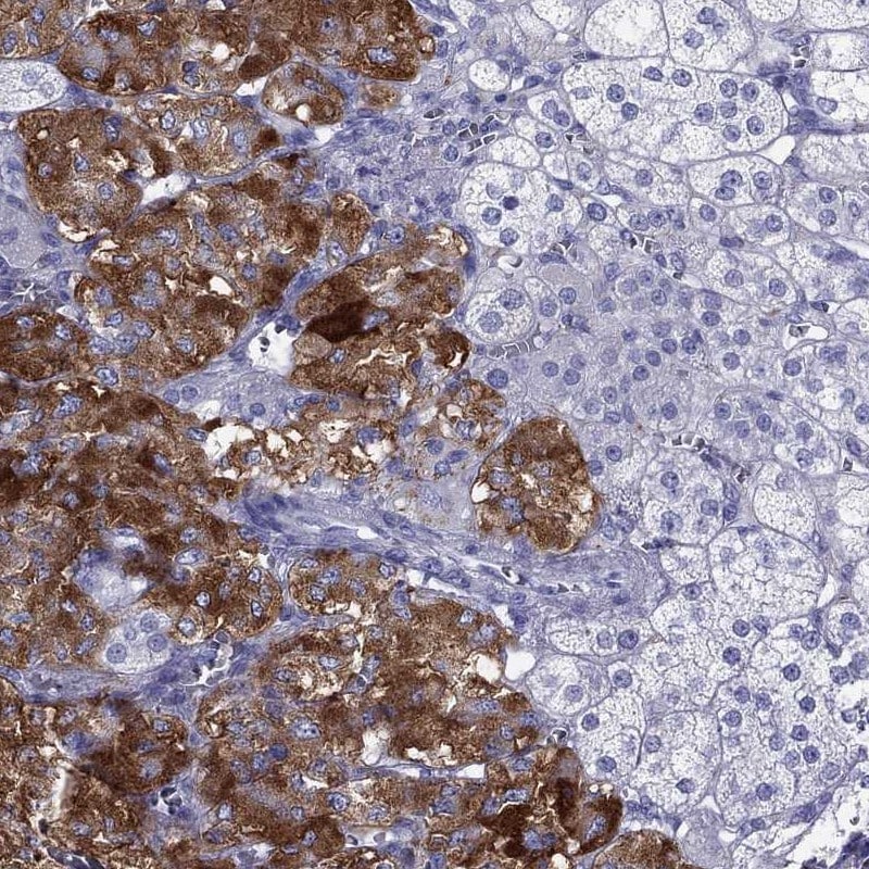 IA-2/PTPRN Antibody - BSA Free Immunohistochemistry: IA-2/PTPRN Antibody - BSA Free [NBP1-83128]