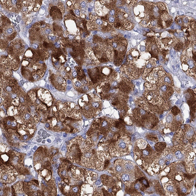 IA-2/PTPRN Antibody - BSA Free Immunohistochemistry: IA-2/PTPRN Antibody - BSA Free [NBP1-83128]
