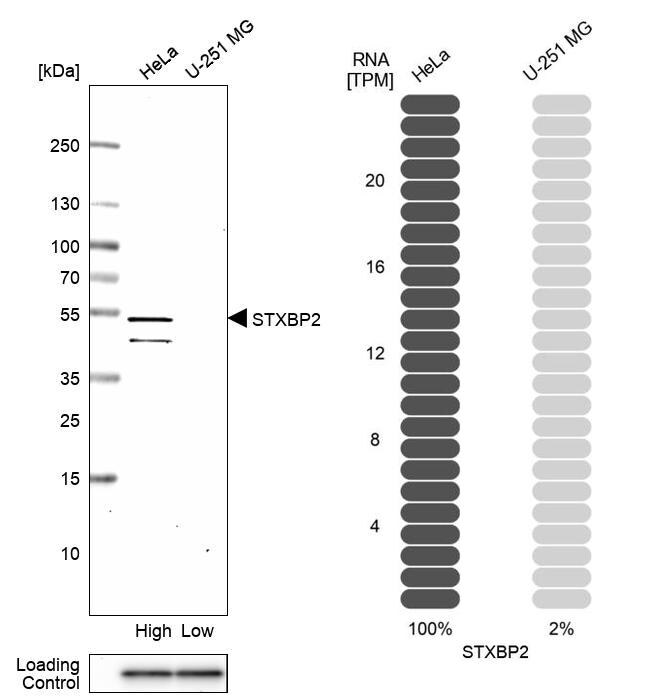 Syntaxin-BP2 Antibody - BSA Free Western Blot: Syntaxin-BP2 Antibody - BSA Free [NBP1-83137]