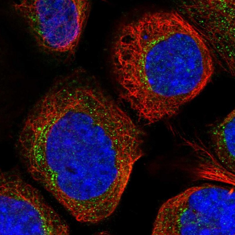 RPS6KC1 Antibody - BSA Free Immunocytochemistry/ Immunofluorescence: RPS6KC1 Antibody [NBP1-83141]