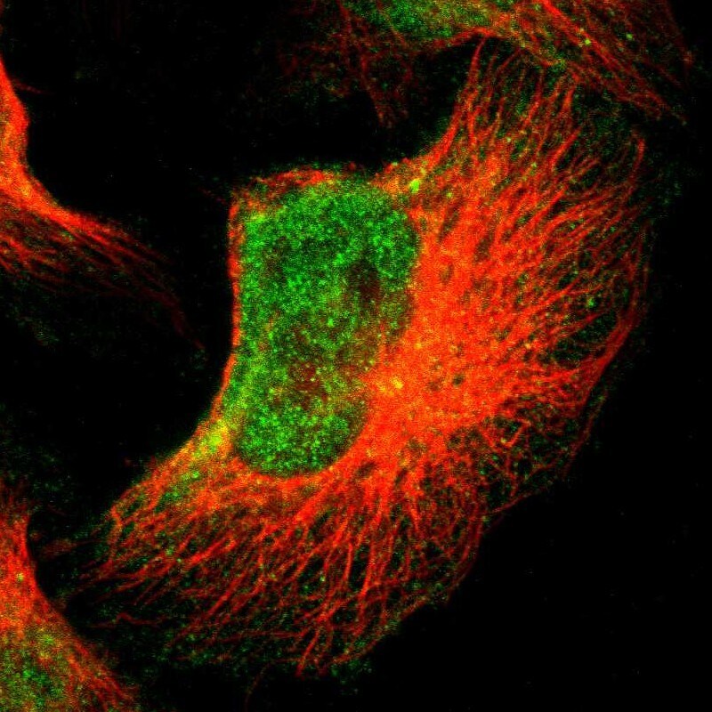 FOXN2 Antibody - BSA Free Immunocytochemistry/ Immunofluorescence: FOXN2 Antibody [NBP1-83153]