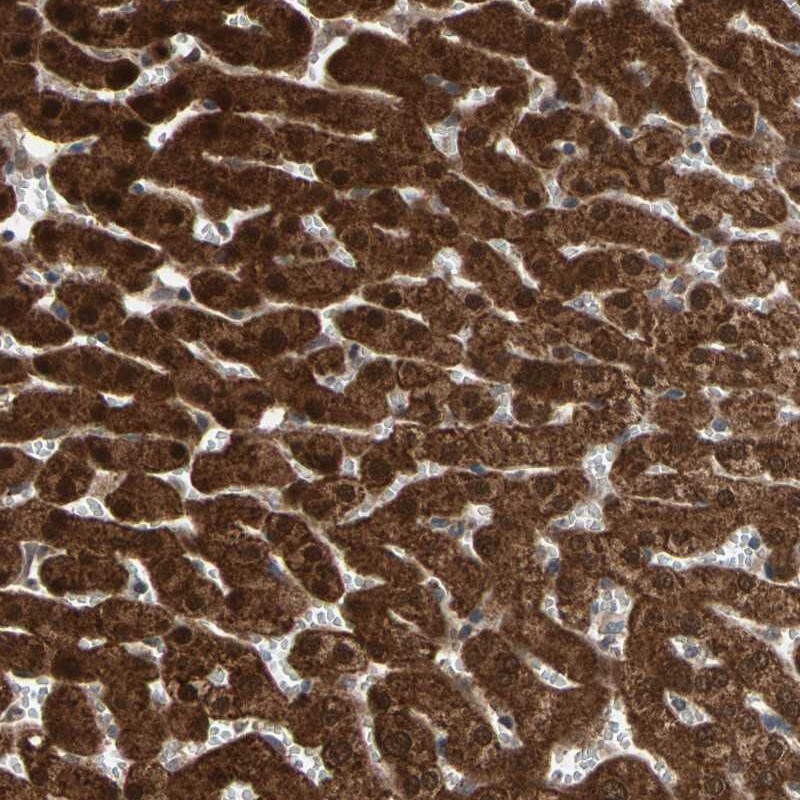 MTHFS Antibody - BSA Free Immunohistochemistry-Paraffin: MTHFS Antibody [NBP1-83161]