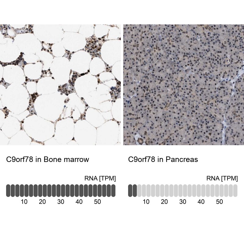 HCA59 Antibody