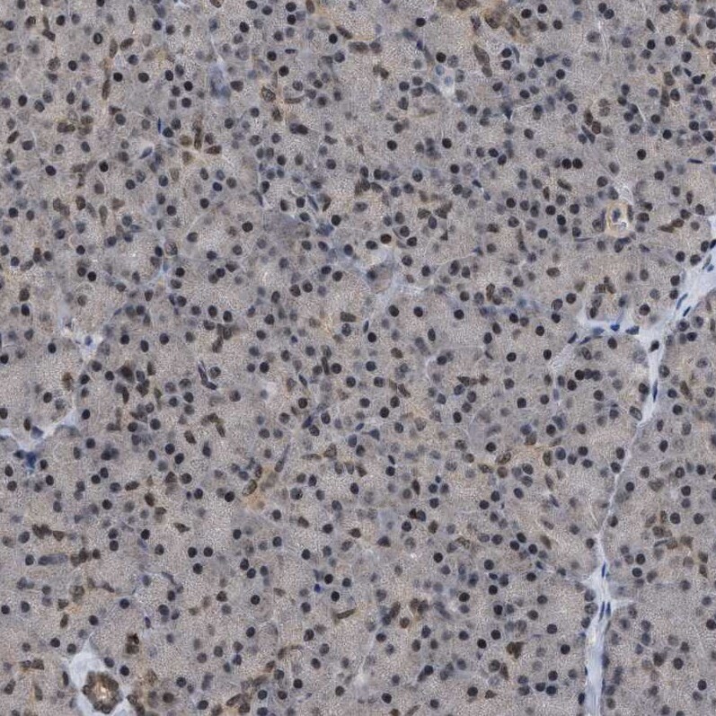 HCA59 Antibody