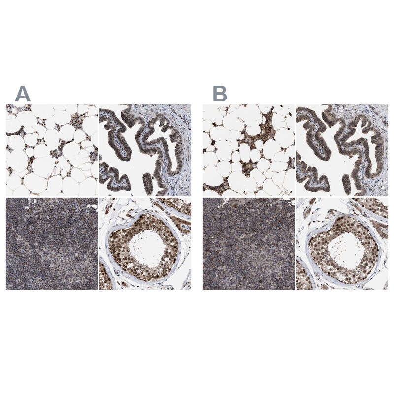 HCA59 Antibody
