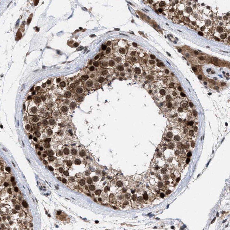 HCA59 Antibody