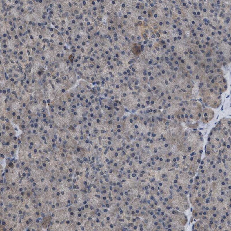 HCA59 Antibody - BSA Free Immunohistochemistry-Paraffin: HCA59 Antibody [NBP1-83170]