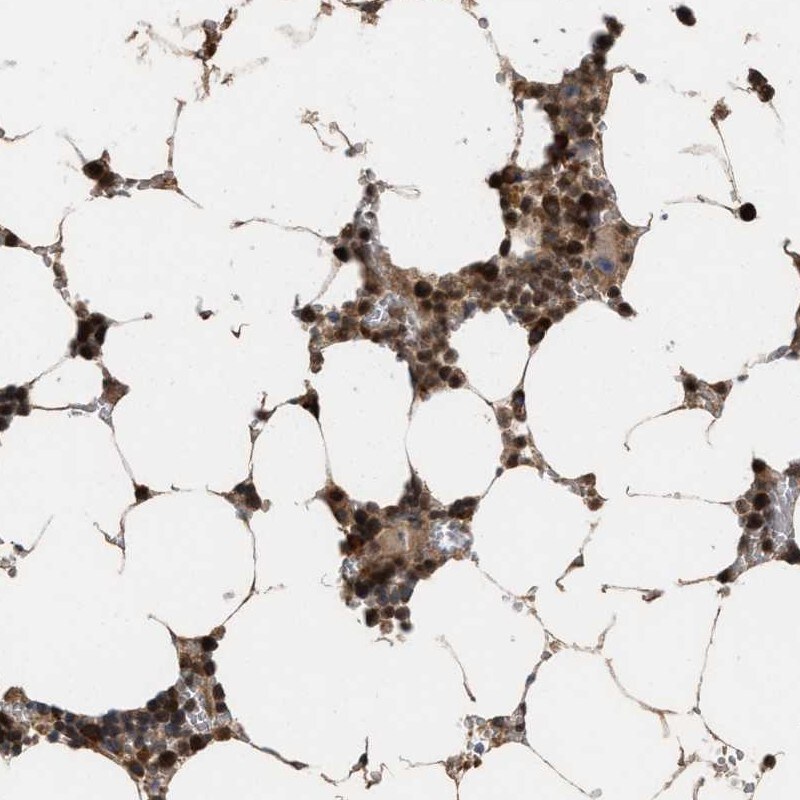 HCA59 Antibody - BSA Free Immunohistochemistry-Paraffin: HCA59 Antibody [NBP1-83170]