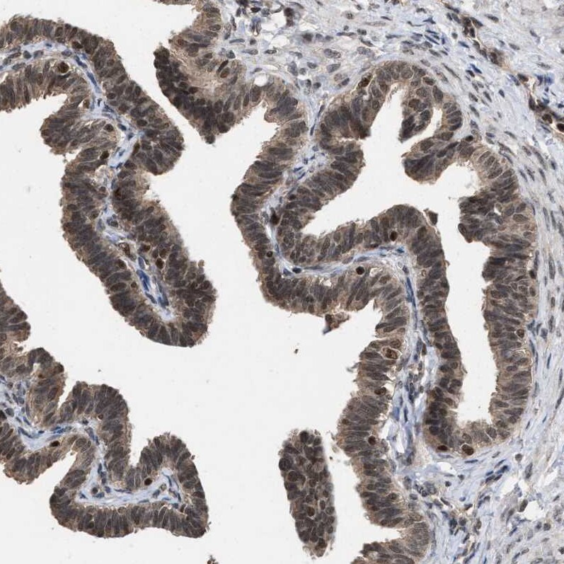 HCA59 Antibody - BSA Free Immunohistochemistry-Paraffin: HCA59 Antibody [NBP1-83170]