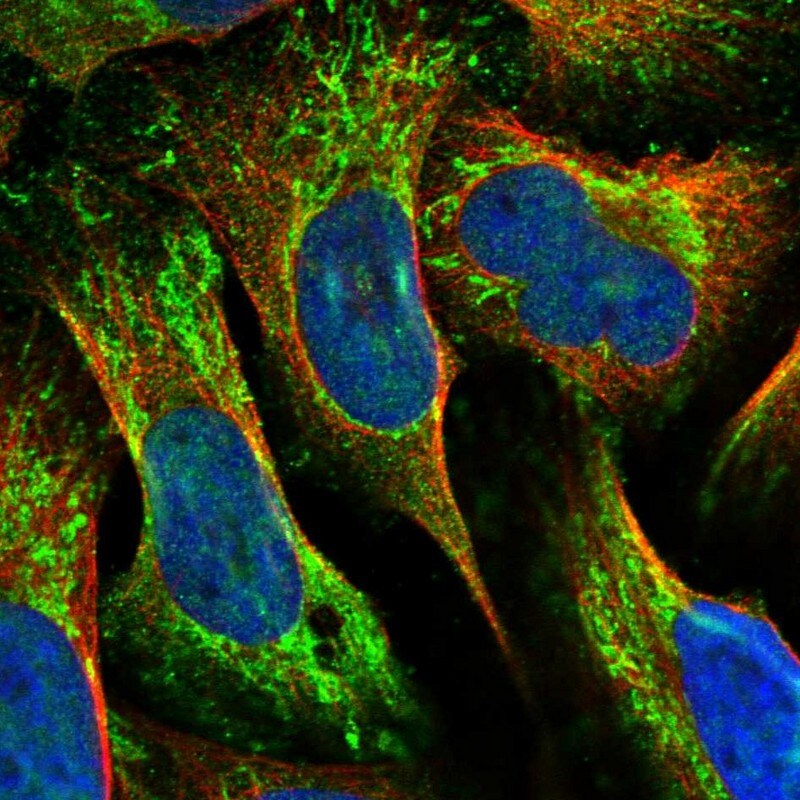 MRPL42 Antibody - BSA Free Immunocytochemistry/ Immunofluorescence: MRPL42 Antibody [NBP1-83171]