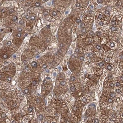 MKRN2 Antibody - BSA Free Immunohistochemistry-Paraffin: MKRN2 Antibody [NBP1-83178]