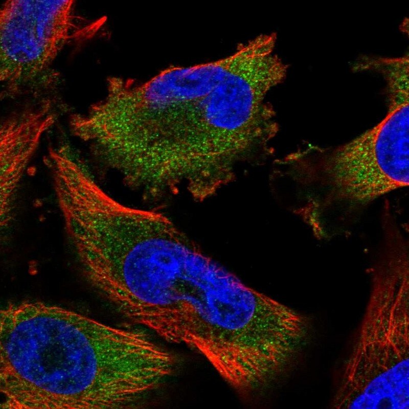 MKRN2 Antibody - BSA Free Immunocytochemistry/ Immunofluorescence: MKRN2 Antibody [NBP1-83179]