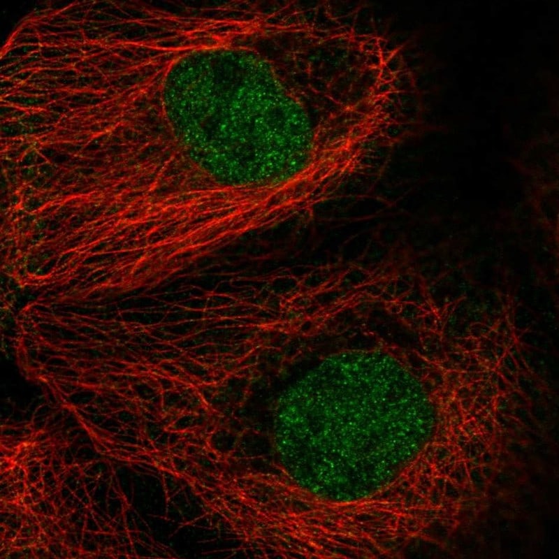 MAD2L1 Antibody - BSA Free Immunocytochemistry/ Immunofluorescence: MAD2L1 Antibody [NBP1-83185]