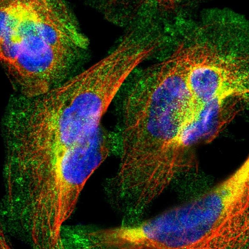 PPFIBP1 Antibody - BSA Free Immunocytochemistry/ Immunofluorescence: PPFIBP1 Antibody [NBP1-83192]