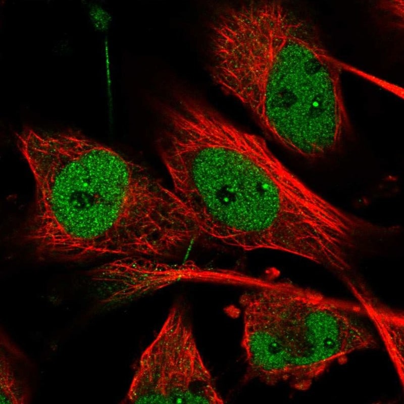MON2 Antibody Immunocytochemistry/ Immunofluorescence: MON2 Antibody [NBP1-93607]