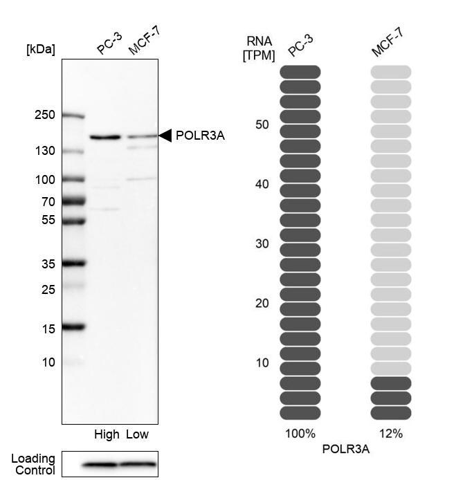POLR3A Antibody - BSA Free Western Blot: POLR3A Antibody - BSA Free [NBP1-83204]