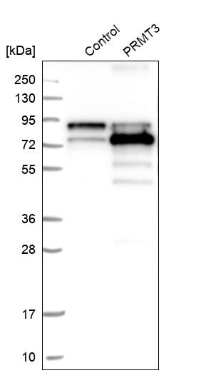 PRMT3 Antibody - BSA Free Western Blot: PRMT3 Antibody - BSA Free [NBP1-83205]