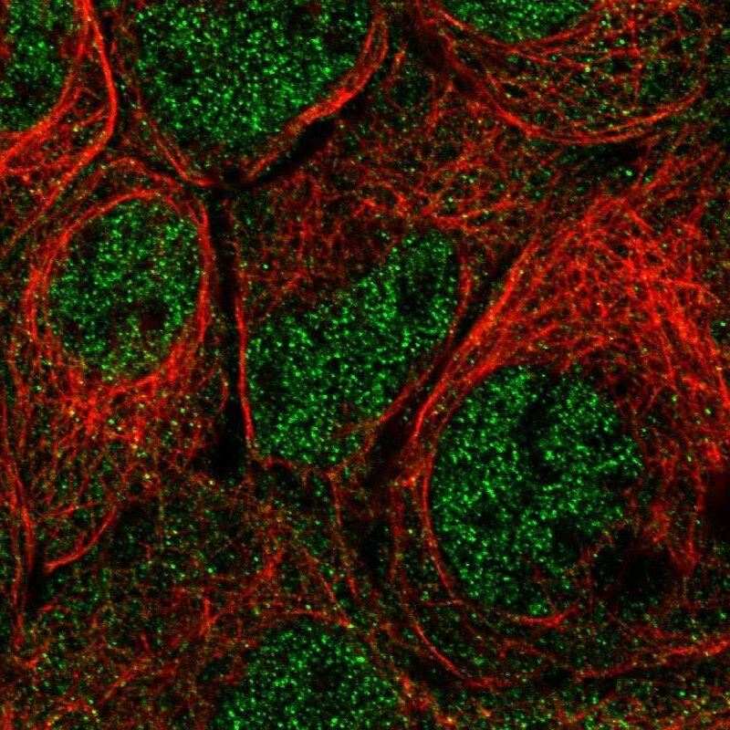 PRMT2 Antibody - BSA Free Immunocytochemistry/ Immunofluorescence: PRMT2 Antibody [NBP1-83206]