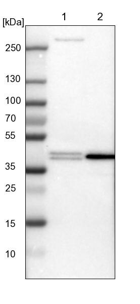 PRMT2 Antibody - BSA Free Western Blot: PRMT2 Antibody - BSA Free [NBP1-83206]