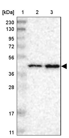 PRMT2 Antibody - BSA Free Western Blot: PRMT2 Antibody - BSA Free [NBP1-83206]