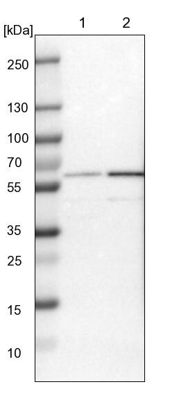 PRPF4 Antibody - BSA Free Western Blot: PRPF4 Antibody - BSA Free [NBP1-83217]