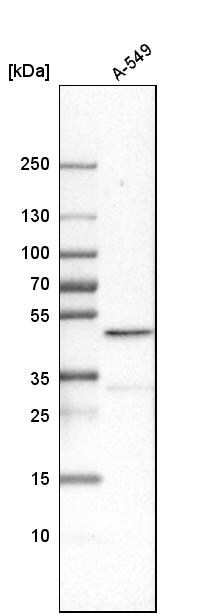 Cbx8 Antibody - BSA Free Western Blot: Cbx8 Antibody - BSA Free [NBP1-83224]