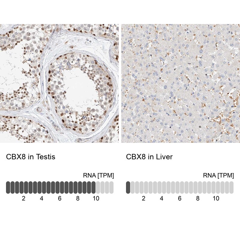 Cbx8 Antibody - BSA Free Immunohistochemistry-Paraffin: Cbx8 Antibody - BSA Free [NBP1-83224]
