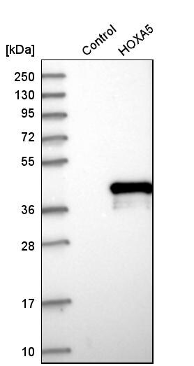 HOXA5 Antibody - BSA Free Western Blot: HOXA5 Antibody - BSA Free [NBP1-83235]