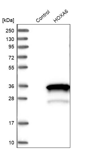 HOXA6 Antibody - BSA Free Western Blot: HOXA6 Antibody - BSA Free [NBP1-83236]