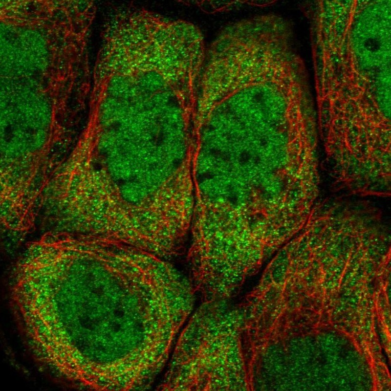 PCBP2 Antibody - BSA Free Immunocytochemistry/ Immunofluorescence: PCBP2 Antibody [NBP1-83241]
