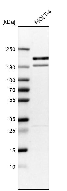 KIF15 Antibody - BSA Free Western Blot: KIF15 Antibody - BSA Free [NBP1-83252]