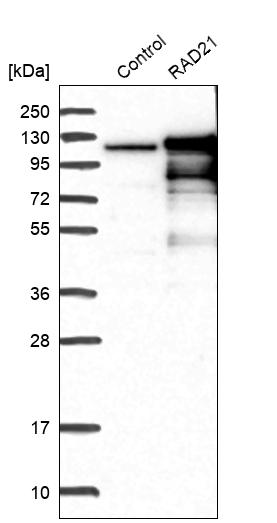 Rad21 Antibody - BSA Free Western Blot: Rad21 Antibody - BSA Free [NBP1-83260]