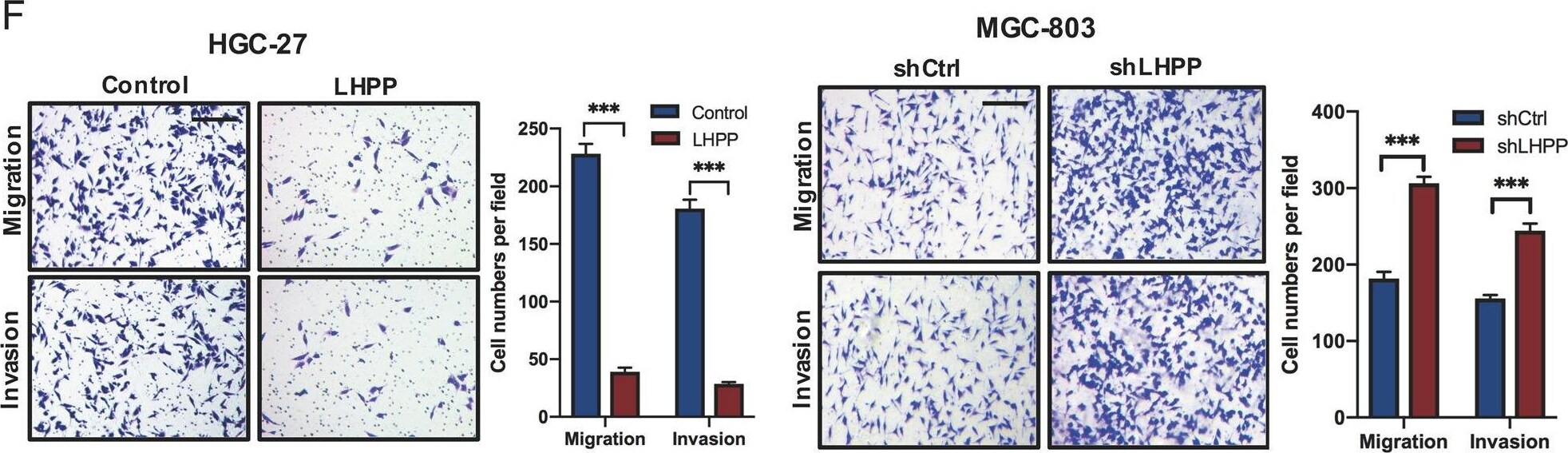 LHPP Antibody