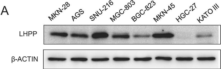 LHPP Antibody - BSA Free