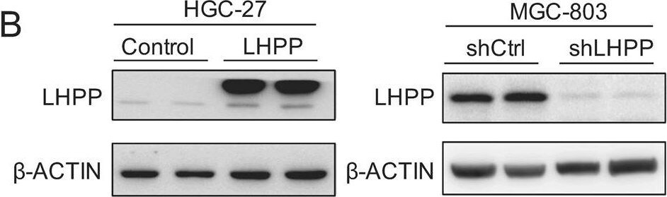 LHPP Antibody - BSA Free