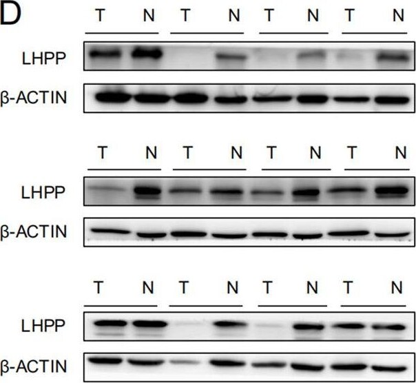 LHPP Antibody - BSA Free