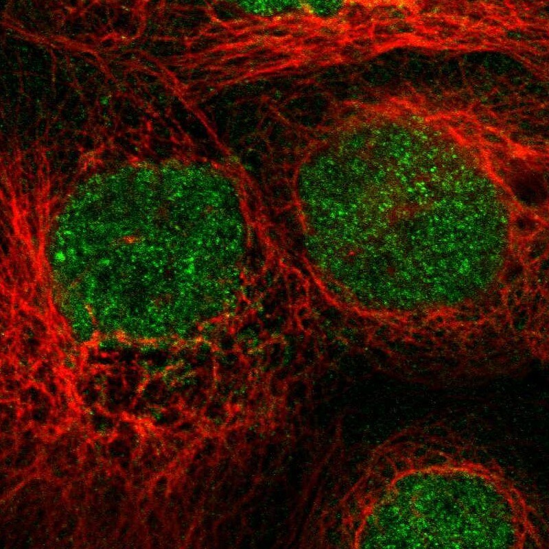 SHP-1 Antibody - BSA Free Immunocytochemistry/ Immunofluorescence: SHP-1 Antibody [NBP1-83276]