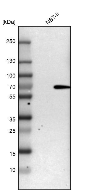 SHP-1 Antibody - BSA Free Western Blot: SHP-1 Antibody - BSA Free [NBP1-83276]