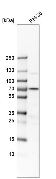 RNGTT Antibody - BSA Free Western Blot: RNGTT Antibody - BSA Free [NBP1-83281]
