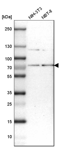RNGTT Antibody - BSA Free Western Blot: RNGTT Antibody - BSA Free [NBP1-83281]