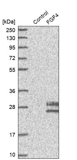 FGF-4 Antibody - BSA Free Western Blot: FGF-4 Antibody - BSA Free [NBP1-83291]