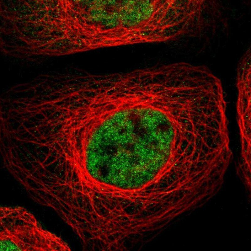 RBM5 Antibody - BSA Free Immunocytochemistry/ Immunofluorescence: RBM5 Antibody - BSA Free [NBP1-83305]