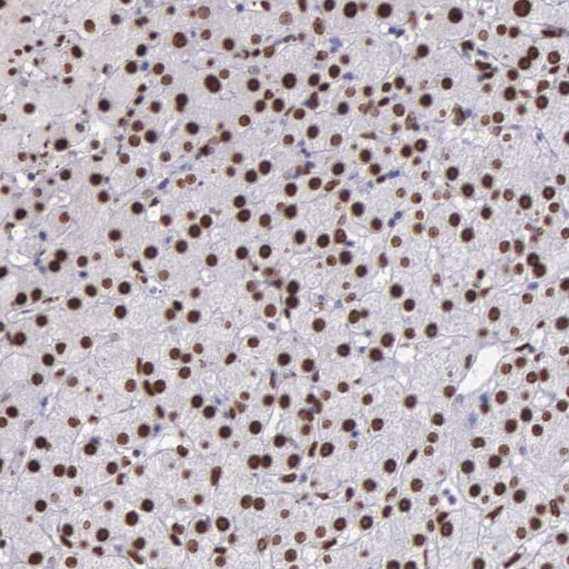H1F0 Antibody - BSA Free Immunohistochemistry-Paraffin: H1F0 Antibody - BSA Free [NBP1-83308]