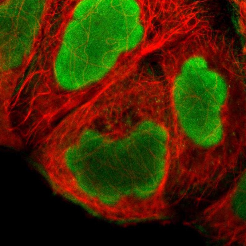 H1F0 Antibody - BSA Free Immunocytochemistry/ Immunofluorescence: H1F0 Antibody - BSA Free [NBP1-83308]