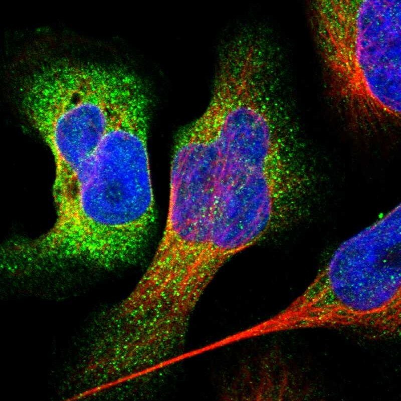 Cysteine Conjugate beta-Lyase/CCBL1 Antibody - BSA Free Immunocytochemistry/ Immunofluorescence: Cysteine Conjugate beta-Lyase/CCBL1 Antibody [NBP1-83316]