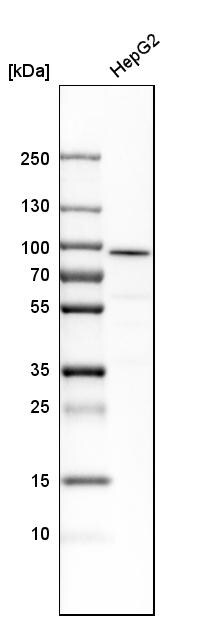 ALDH18A1 Antibody - BSA Free Western Blot: ALDH18A1 Antibody - BSA Free [NBP1-83324]
