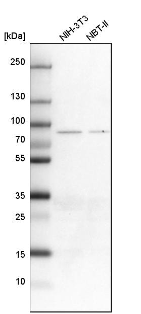 ALDH18A1 Antibody - BSA Free Western Blot: ALDH18A1 Antibody - BSA Free [NBP1-83325]