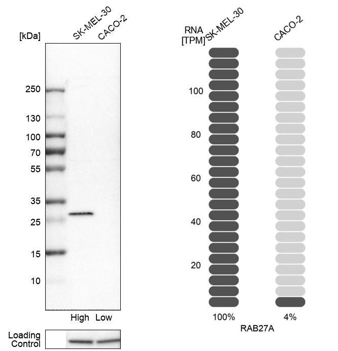 Rab27a Antibody - BSA Free Western Blot: Rab27a Antibody - BSA Free [NBP1-83327]