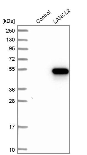 LANCL2 Antibody - BSA Free Western Blot: LANCL2 Antibody - BSA Free [NBP1-83340]