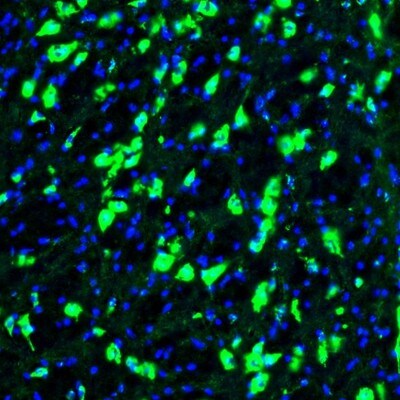 GOLGA5 Antibody - BSA Free Immunohistochemistry-Paraffin: GOLGA5 Antibody - BSA Free [NBP1-83352]